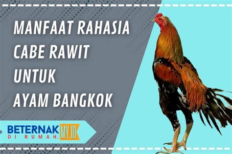 Manfaat Cabe Rawit Untuk Ayam Bangkok